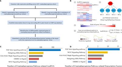 Identification and Characterization of TF-lncRNA Regulatory Networks Involved in the Tumorigenesis and Development of Adamantinomatous Craniopharyngioma